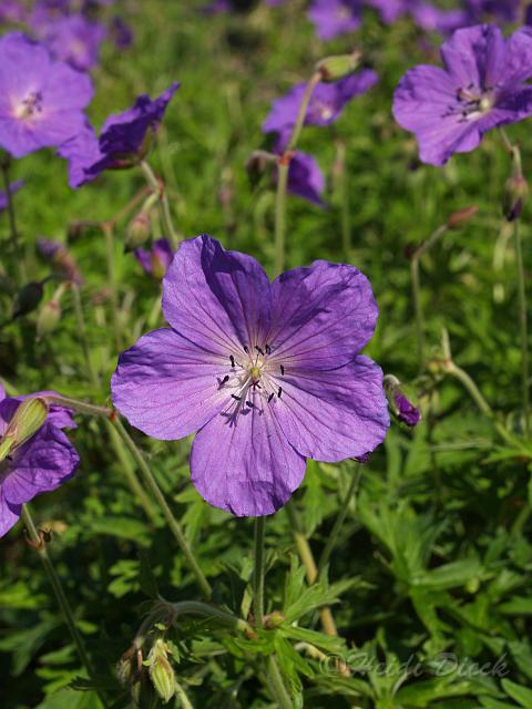 Ger clarkei Kashmir Purple.JPG